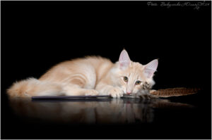 Dsc 3300интернет